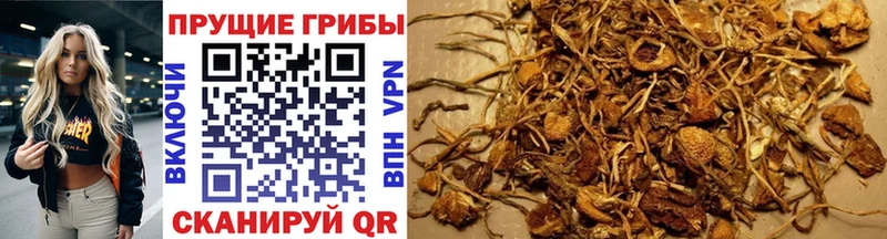 Галлюциногенные грибы мицелий Видное